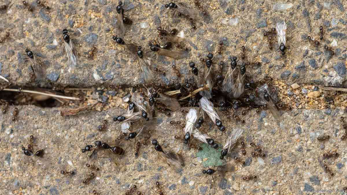 Pest control expert shares simple trick to remove flying ants without sprays or powders