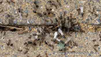Pest control expert shares simple trick to remove flying ants without sprays or powders