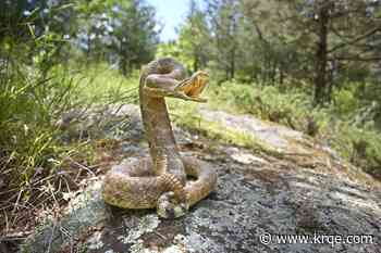 Man bit by rattlesnake in California barely survives after 54 antivenom doses