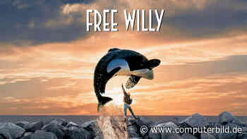 Free Willy: Neuverfilmung des Familienfilms geplant