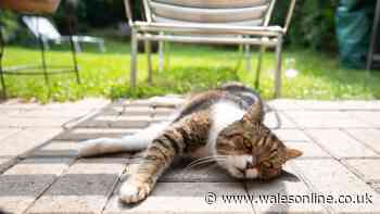 Cat owners urged to buy 65p supermarket item to help keep pets hydrated during heatwave