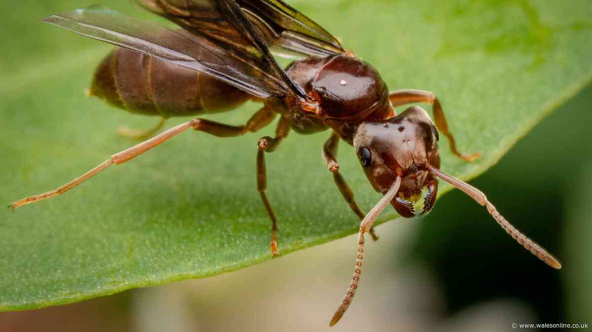 How to get rid of flying ants in your house: Expert's simple chemical-free method