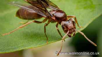 How to get rid of flying ants in your house: Expert's simple chemical-free method