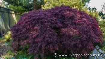 Japanese maples need extra care in summer to prevent 'dieback'