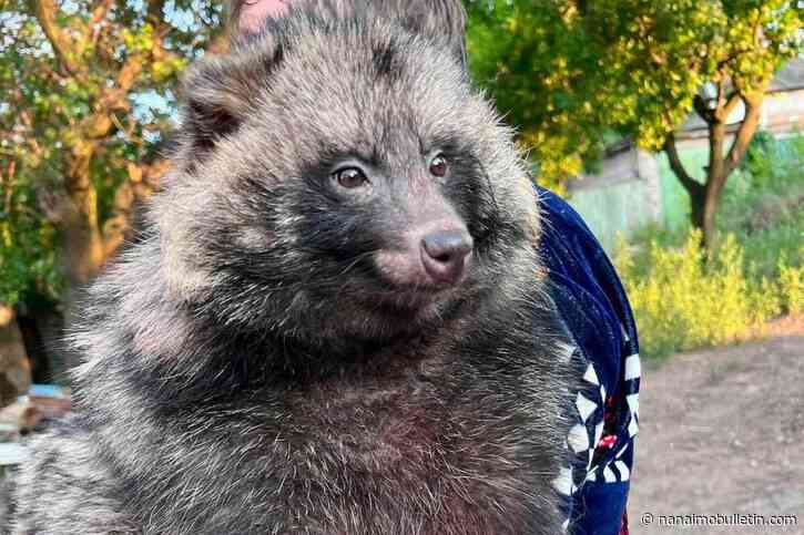 B.C. volunteer braves Ukraine war for all creatures great, small and bizarre