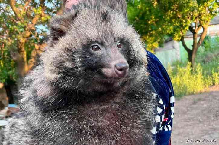 B.C. volunteer braves Ukraine war for all creatures great, small and bizarre
