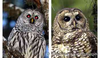 'Hoot and shoot': U.S. destroying thousands of barred owls in scheme to save spotted owls