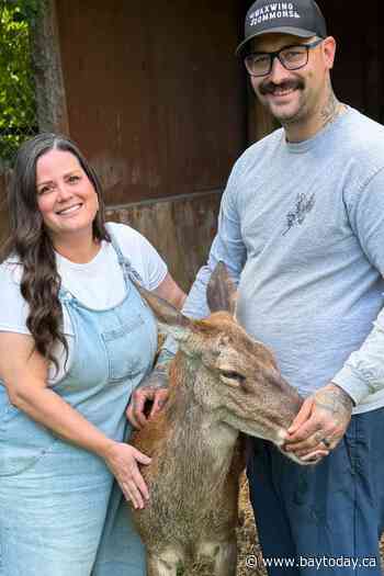 What's happening to deer at Marineland? Questions swirl as CFIA probes animal removal