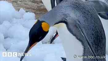 Penguins keep cool with ice chips during heatwave