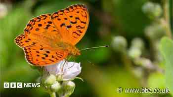 How cows are helping one of Britain's rarest butterflies