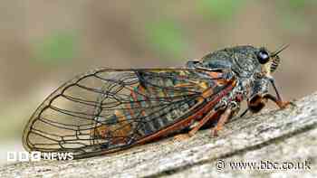 'It felt a bit James Bond': The mission to reintroduce a lost insect