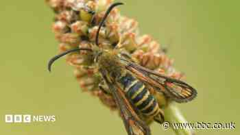 Rare moth find in town park sparks hopes of others
