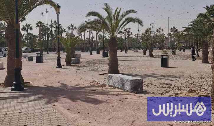 "الفاو" ترصد الجراد في مناطق مغربية