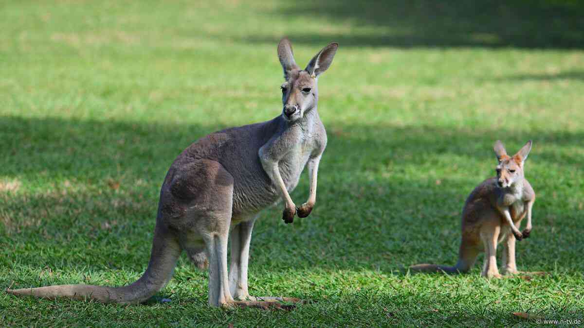 Bedrohung für Koala und Co.?: Vogelgrippe breitet sich in Down Under weiter aus