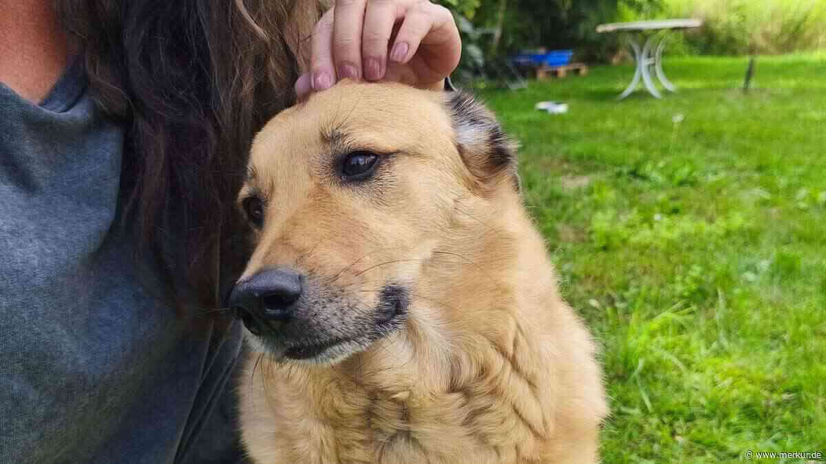 „Ausschaltknopf“ für Hunde: Mythos oder Geheimwaffe