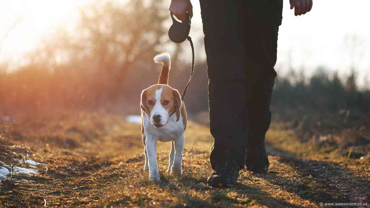 The 'back of hand' test every dog owner should do before walking this Saturday