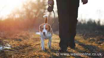 The 'back of hand' test every dog owner should do before walking this Saturday