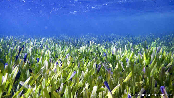 Scientists reveal underwater seagrass meadows could end global malnutrition