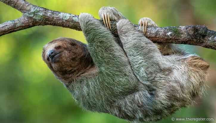 Slothful summer app lets you scroll simply by tilting your head