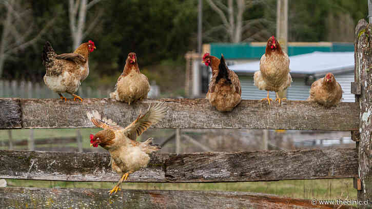 “Nos habla de un profundo problema de bienestar”: Estudio chileno demostró que gallinas enjauladas tienen síntomas de depresión
