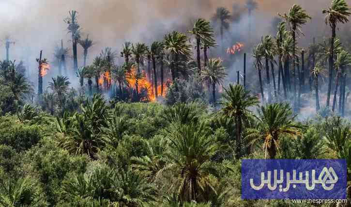 حريق يدمر واحات النخيل بإقليم الرشيدية