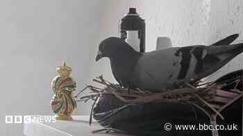 Pigeon makes its nest... in woman's makeup bag