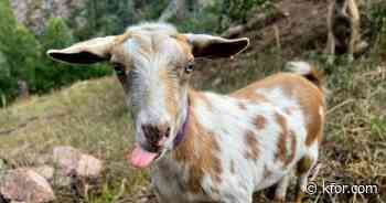 Goldie the goat provides moral support to firefighters in Colorado