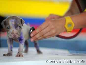 Die besten Tierkrankenversicherungen für Hundebesitzer