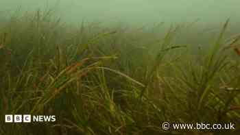 Seagrass restoration aims to restore key habitat