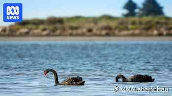 'Sacred' Coorong wetlands bracing for impact of bird flu