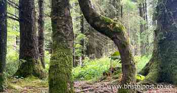 The secret magical woods near Bristol that look like they could be AI