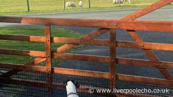 North Wales 'tranquil' holiday cottage with sheep on its doorstep