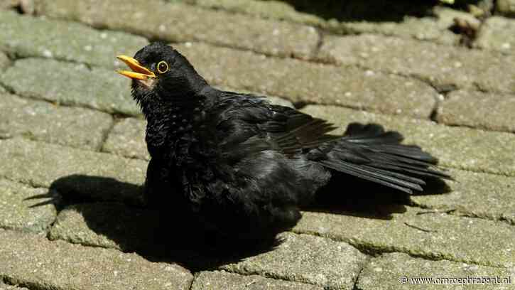 Zie je vogels hijgen tijdens de hitte? Laat ze met rust, benadrukt Frans