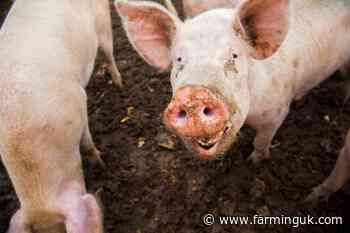 £2m lifeline launched as Scottish pig farmers quit sector