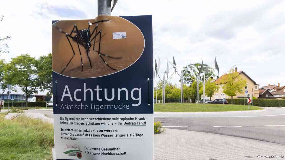 Dengue-Fieber, Chikungunya-Fieber und Zika-Virus: Wie gefährlich ist die Asiatische Tigermücke?