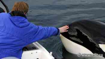 Free Willy is getting a reboot. Here's why some say there's 'no way' he'll be real