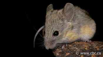 This tiny mouse thrives where humans can barely breathe