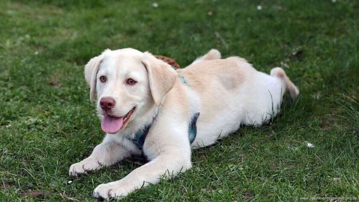 Tot innerhalb von 15 Minuten – wenn Hunde durch Hitze getötet werden