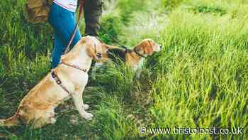 'I confronted dog walker over gross habit but I'm livid by their three-word reply'