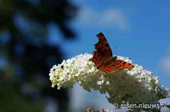 Nederland telt dit weekend weer massaal vlinders, wordt er in Assen ook geteld?
