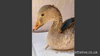 Gosling found with crossbow bolt in neck at North Yorkshire water park