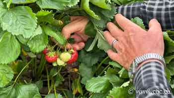 Pick-your-own farms can be berry sweet, but remember to follow the rules: Jasmine Mangalaseril