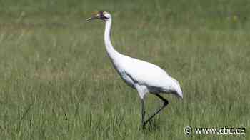 'Conservation success story': Endangered whooping crane makes rare appearance in central Alberta