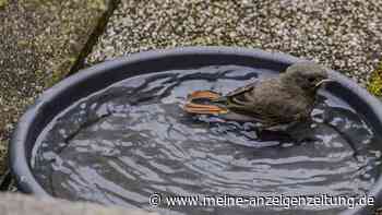 Teller mit Wasser im Garten: So hilfst du Vögeln richtig