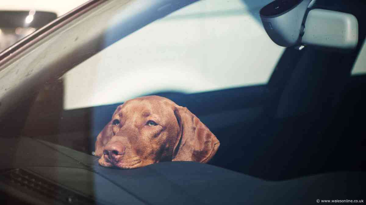 Man locks himself in hot car for 25 minutes to show deadly danger to dogs