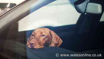 Man locks himself in hot car for 25 minutes to show deadly danger to dogs