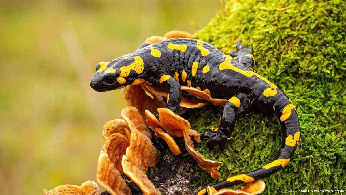 Diese Naturschutzkonzepte sollen bedrohte Arten in Fulda und der Rhön schützen