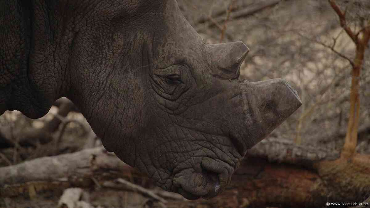 Gericht in Südafrika öffnet Tür zum Handel mit Nashorn-Hörnern