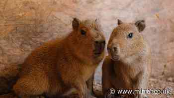 Longleat Safari Park celebrates as its only two Capybaras become parents