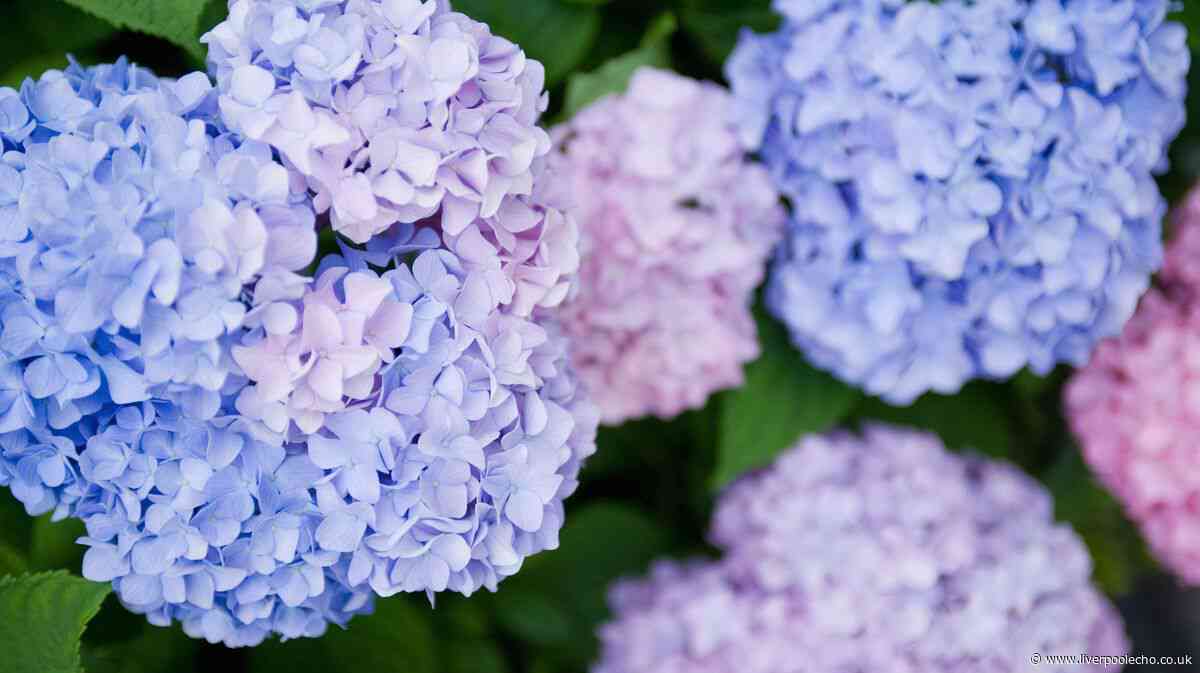 Hydrangeas will survive the summer if you follow one simple trick